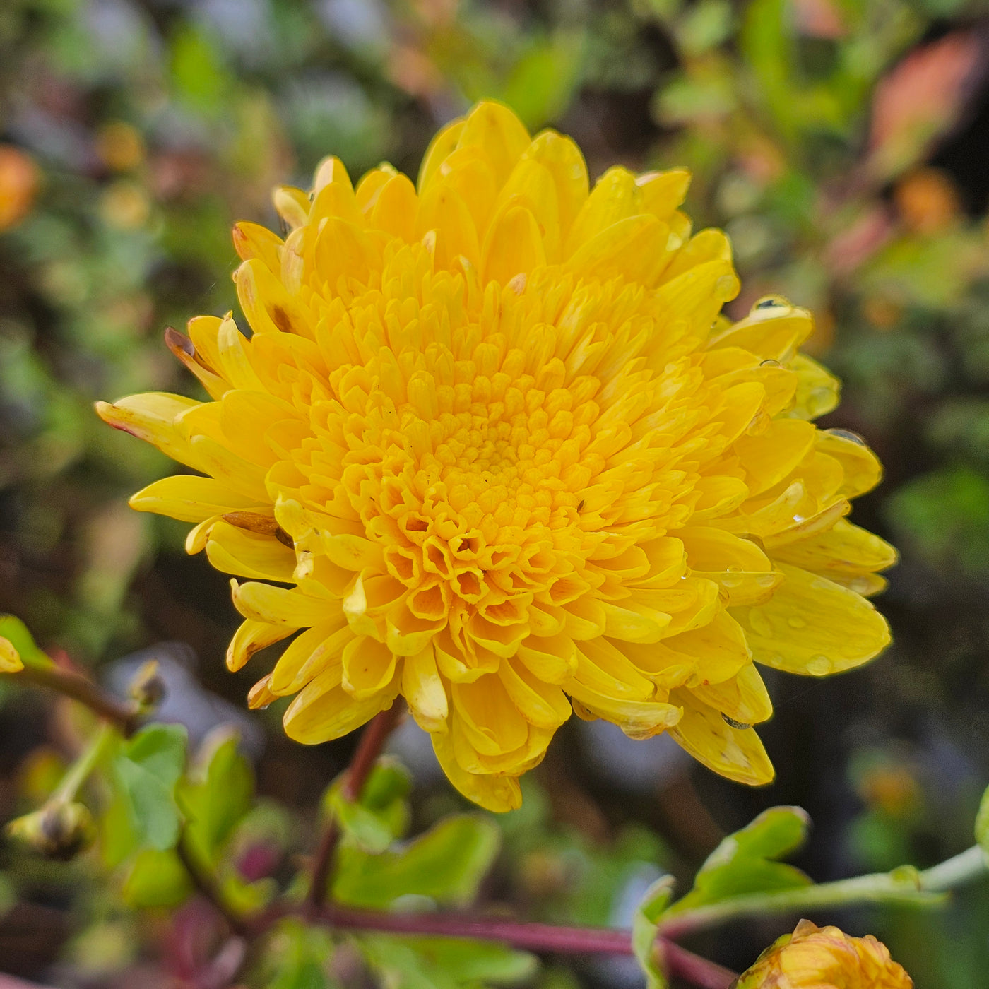 Chrysanthemum | Cloverlea Companion