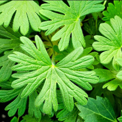 Geranium sanguineum | Tiny Monster