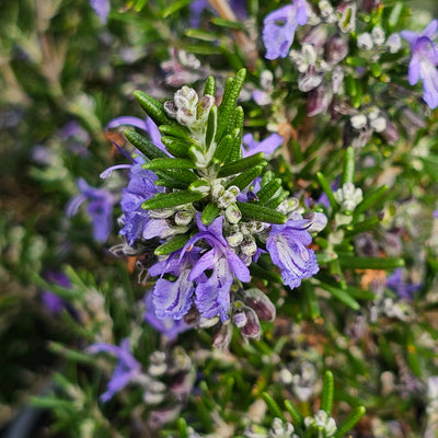 Rosmarinus officinalis | Mozart