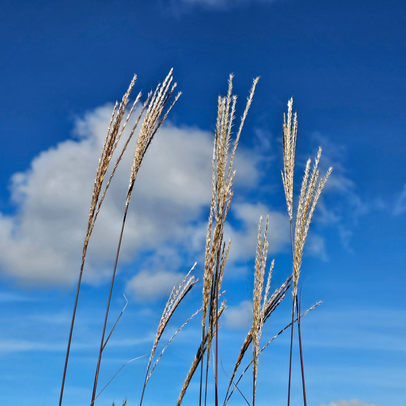 Miscanthus sinensis | Morning Light