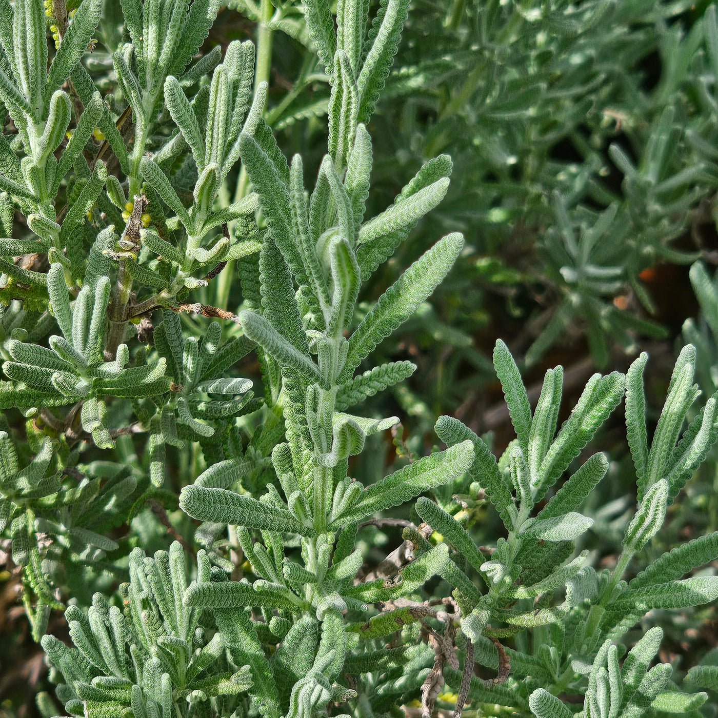 Lavandula dentata