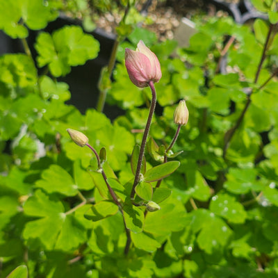 Aquilegia vulgaris | Clementine Salmon Rose