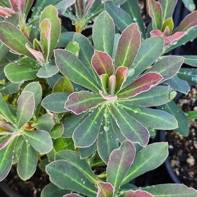 Euphorbia x hybrid | Jade Dragon