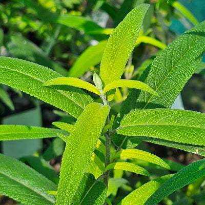 Salvia leucantha | Spring Gold Joy