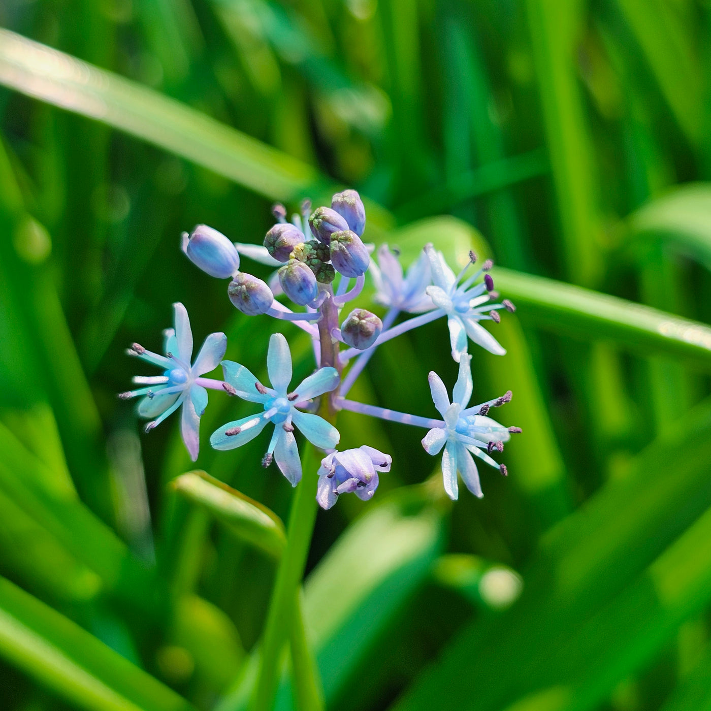 Scilla litardierei | Amethyst Meadow Squill