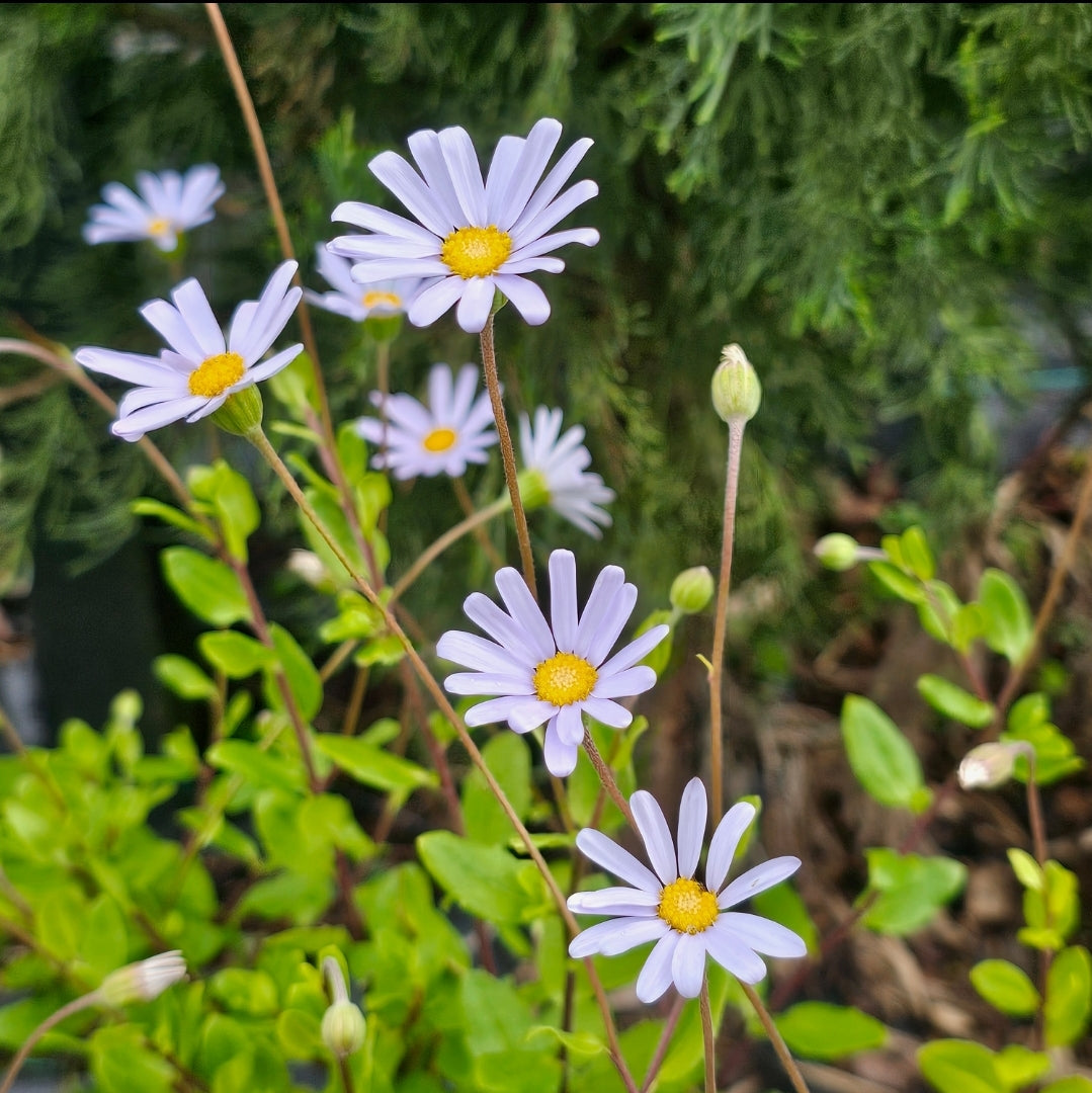 Felicia | Light Blue – Addenbrooke