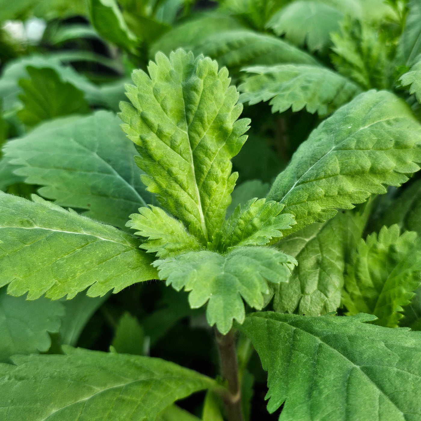 Scabiosa stellata | Starball