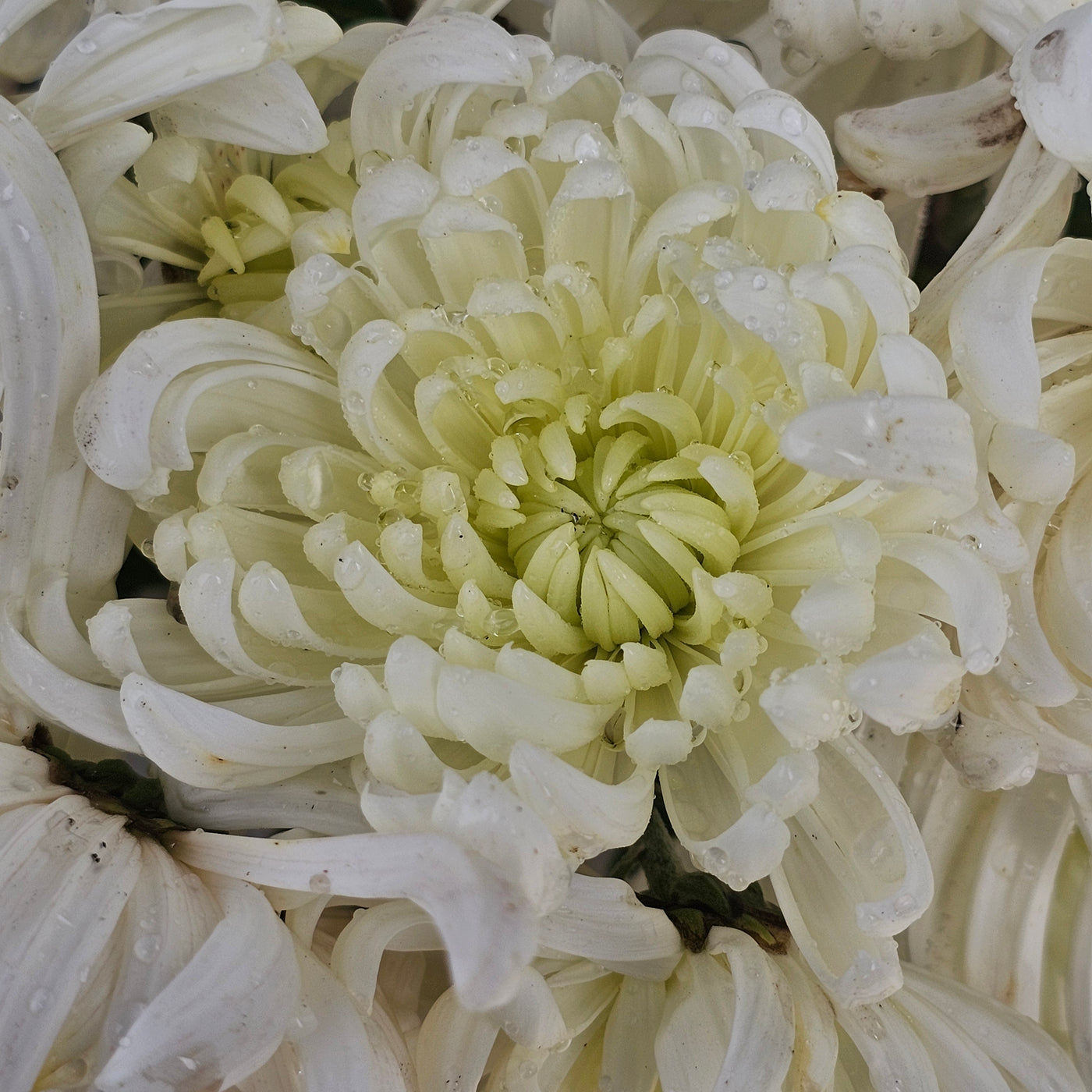 Chrysanthemum | Diablo