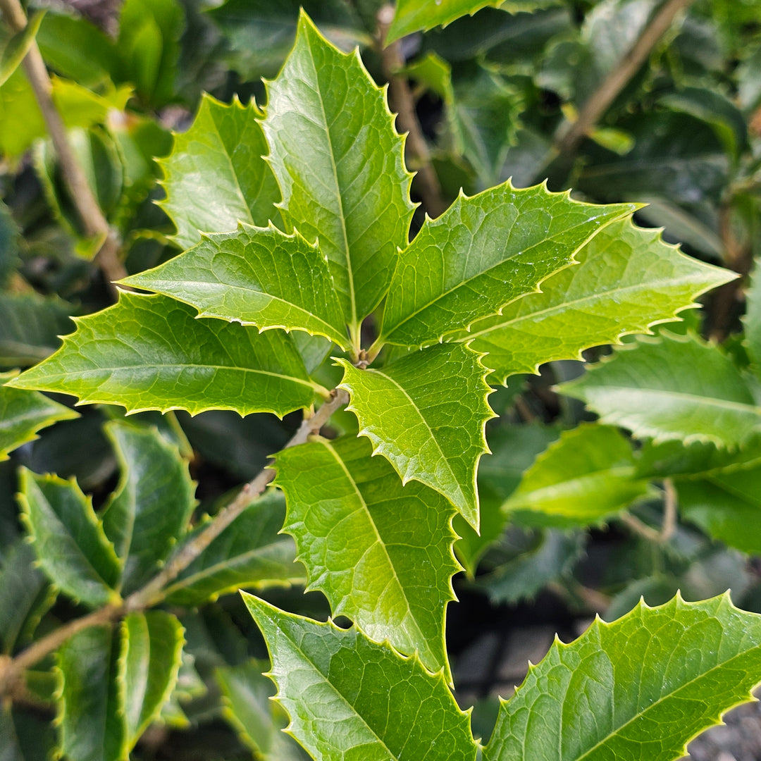 Osmanthus fragrans – Addenbrooke