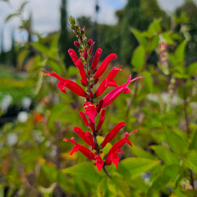 Salvia elegans | Pineapple Sage