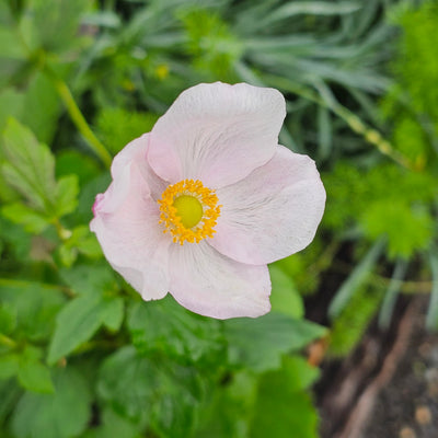 Anemone x hybrida | Pale Pink
