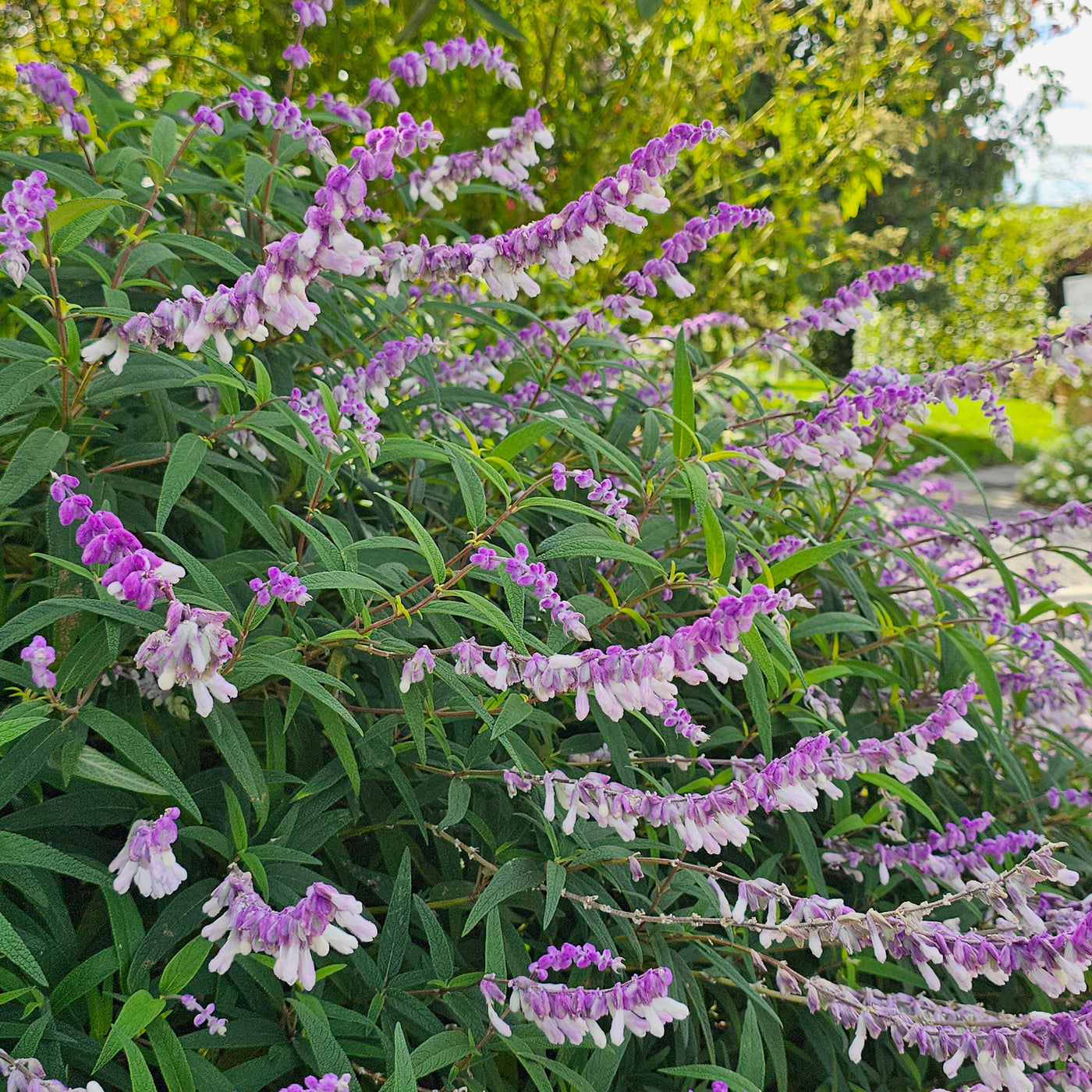 Salvia leucantha | Spring Gold Joy