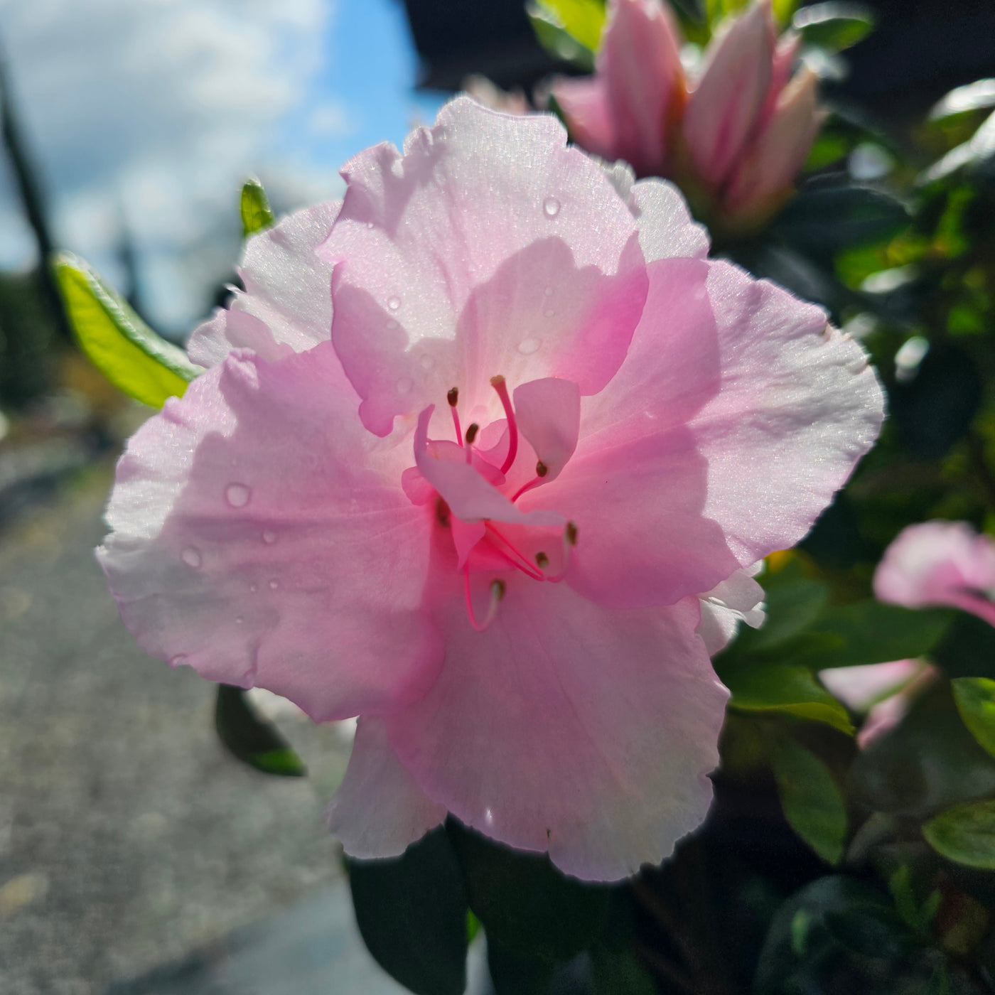 Azalea indica | Silver Anniversary