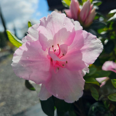 Azalea indica | Silver Anniversary