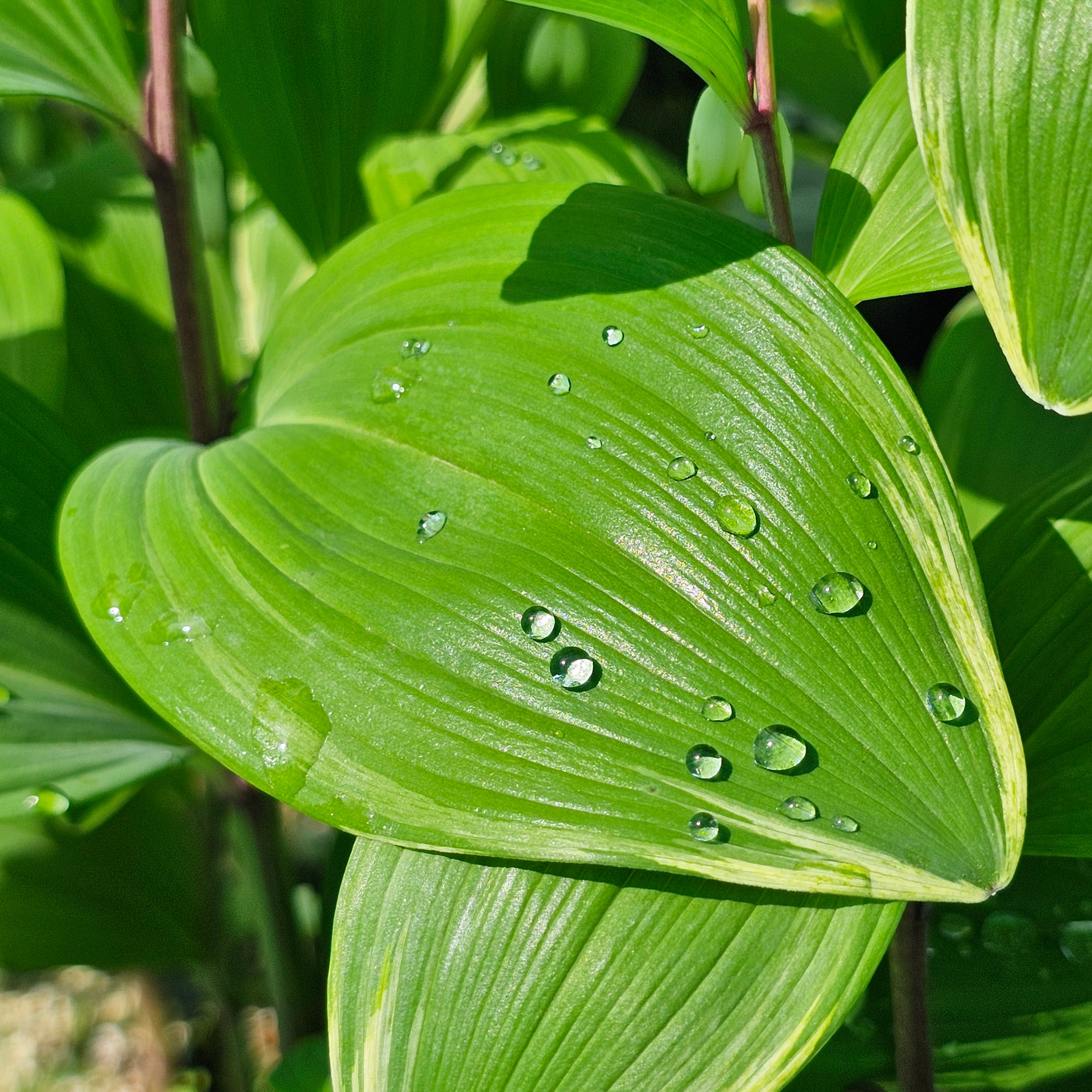 Polygonatum variegatum