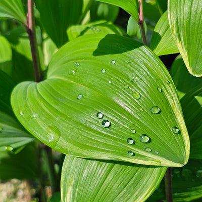 Polygonatum variegatum