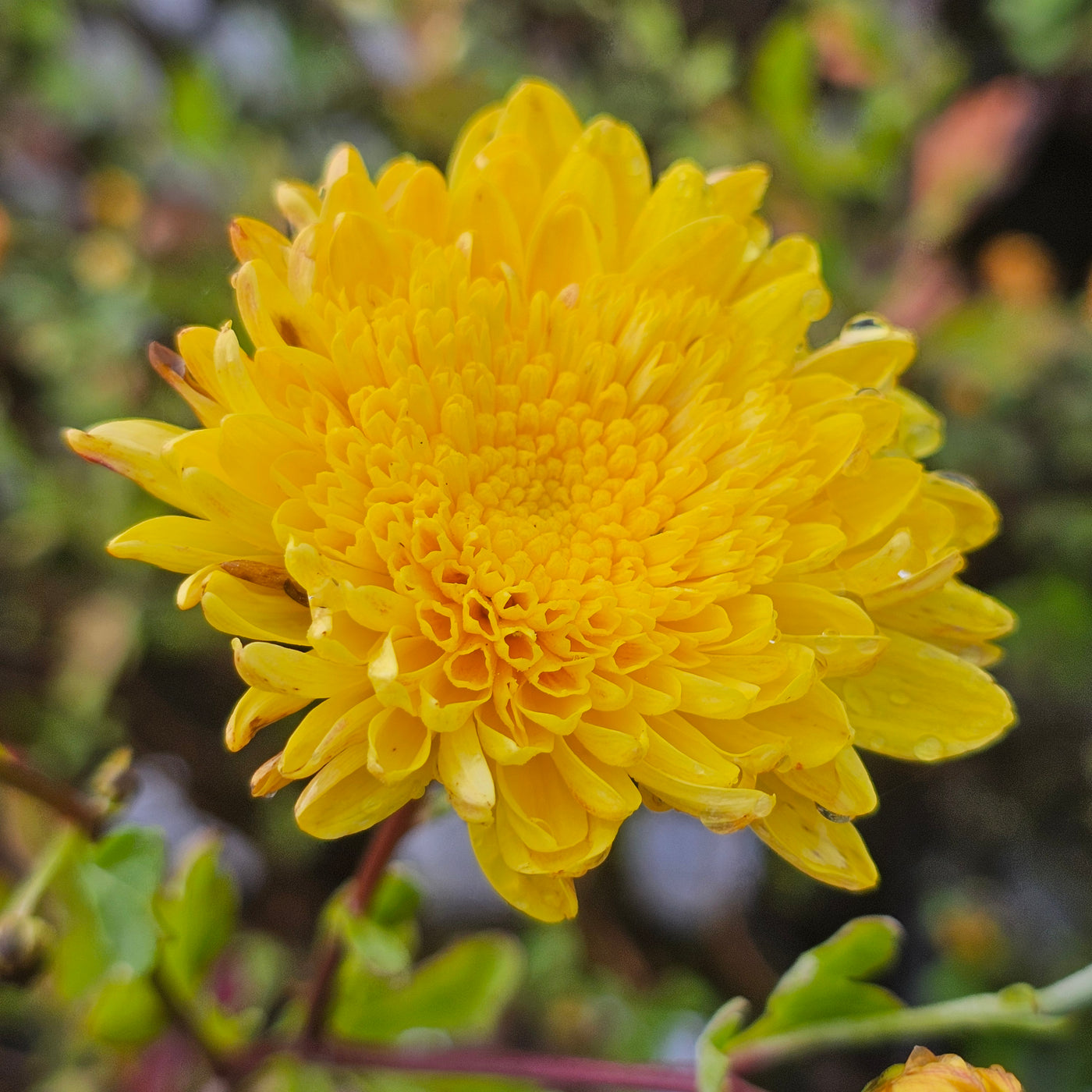 Chrysanthemum | Cloverlea Companion