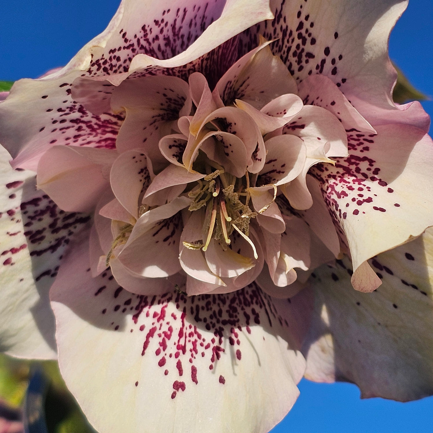 Helleborus x hybridus | Anemone Centered | Pink Shades