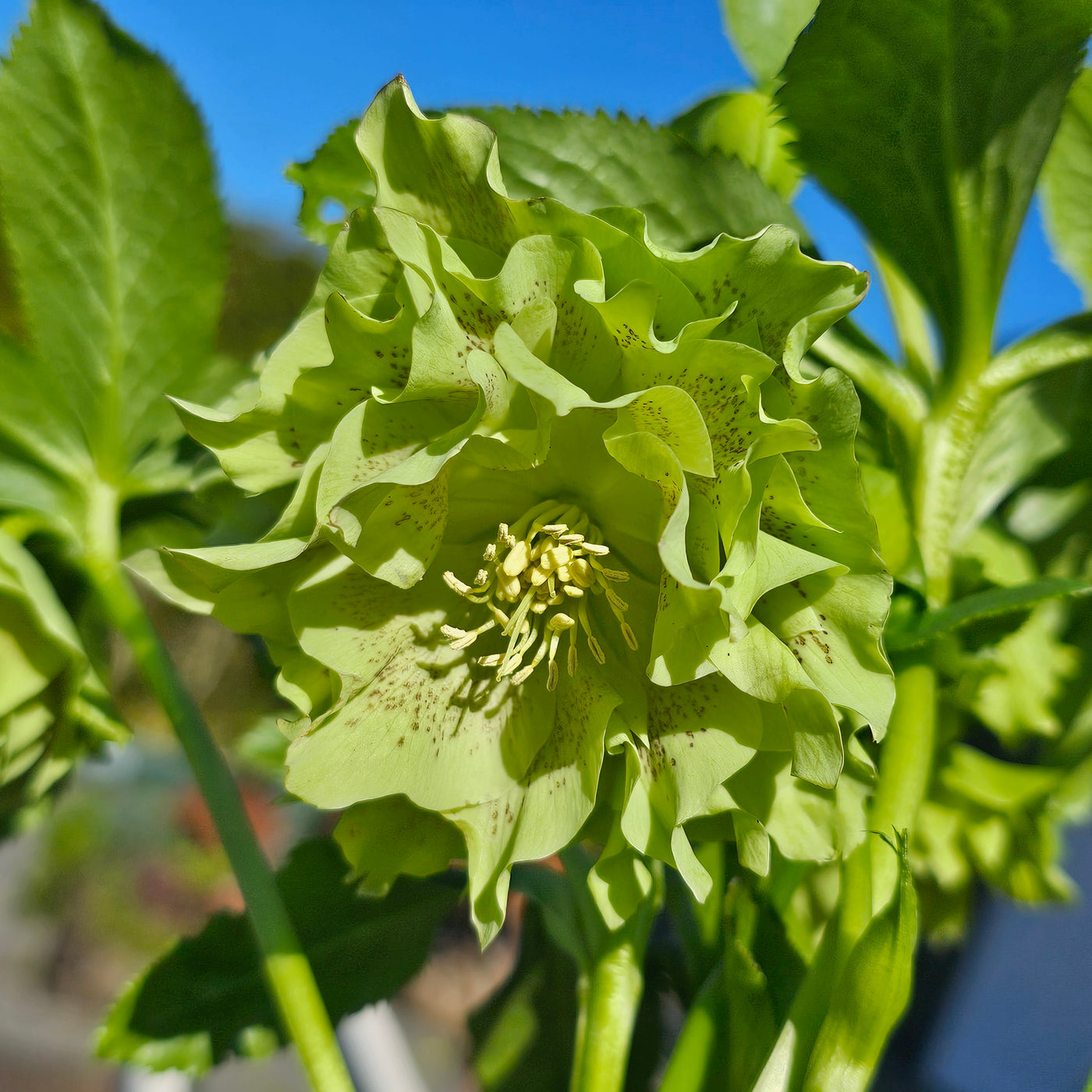 Helleborus x hybridus | Double Hybrid | Green