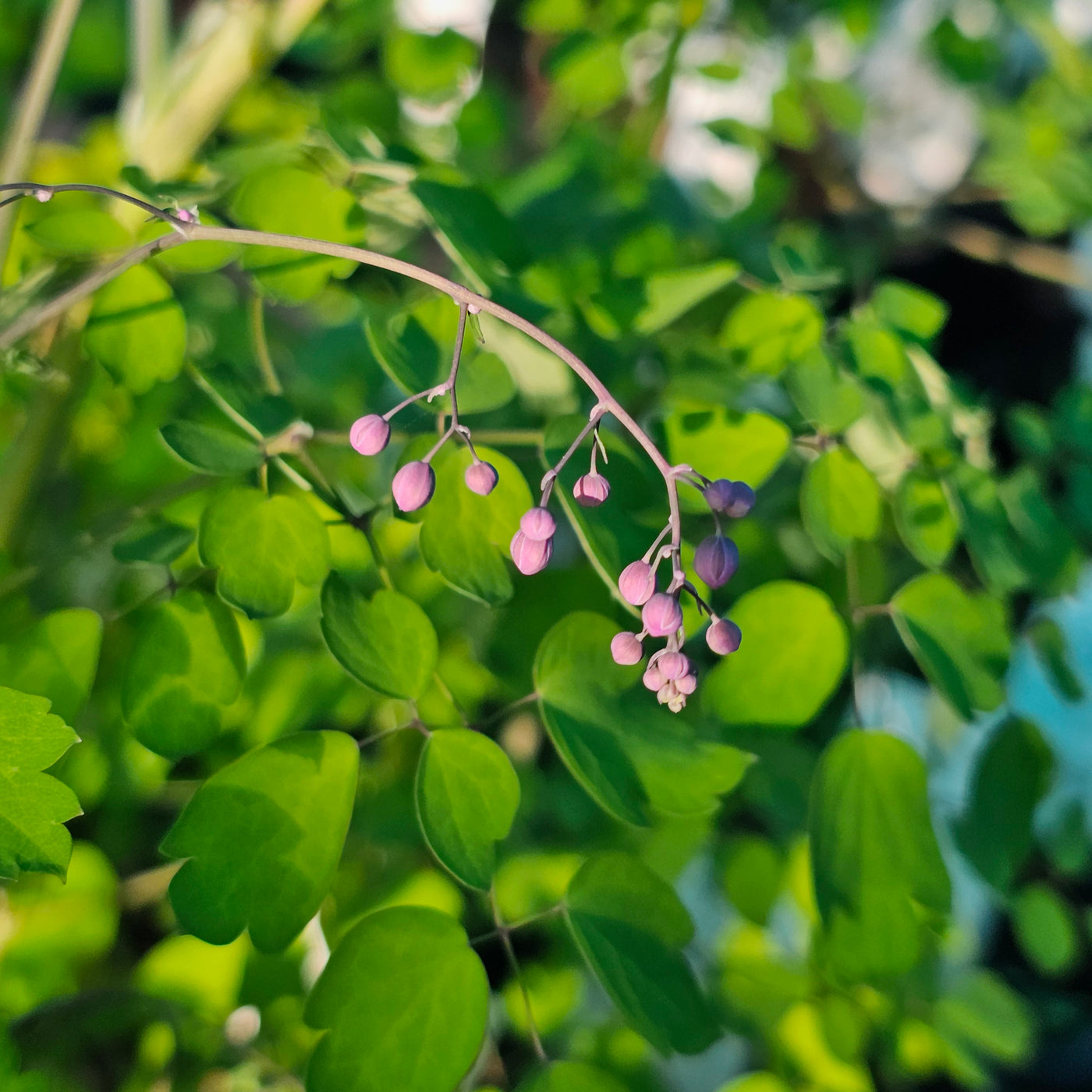 Thalictrum delavayi | Lilac