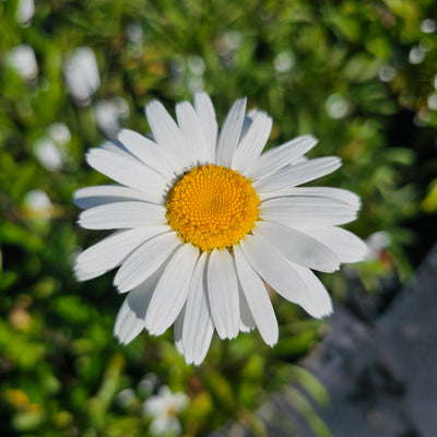 Leucanthemum x superbum | Single | Shasta Daisy
