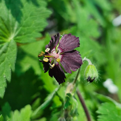 Geranium phaeum | Raven | Cranesbill