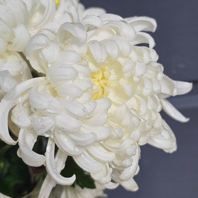 Chrysanthemum | Diablo