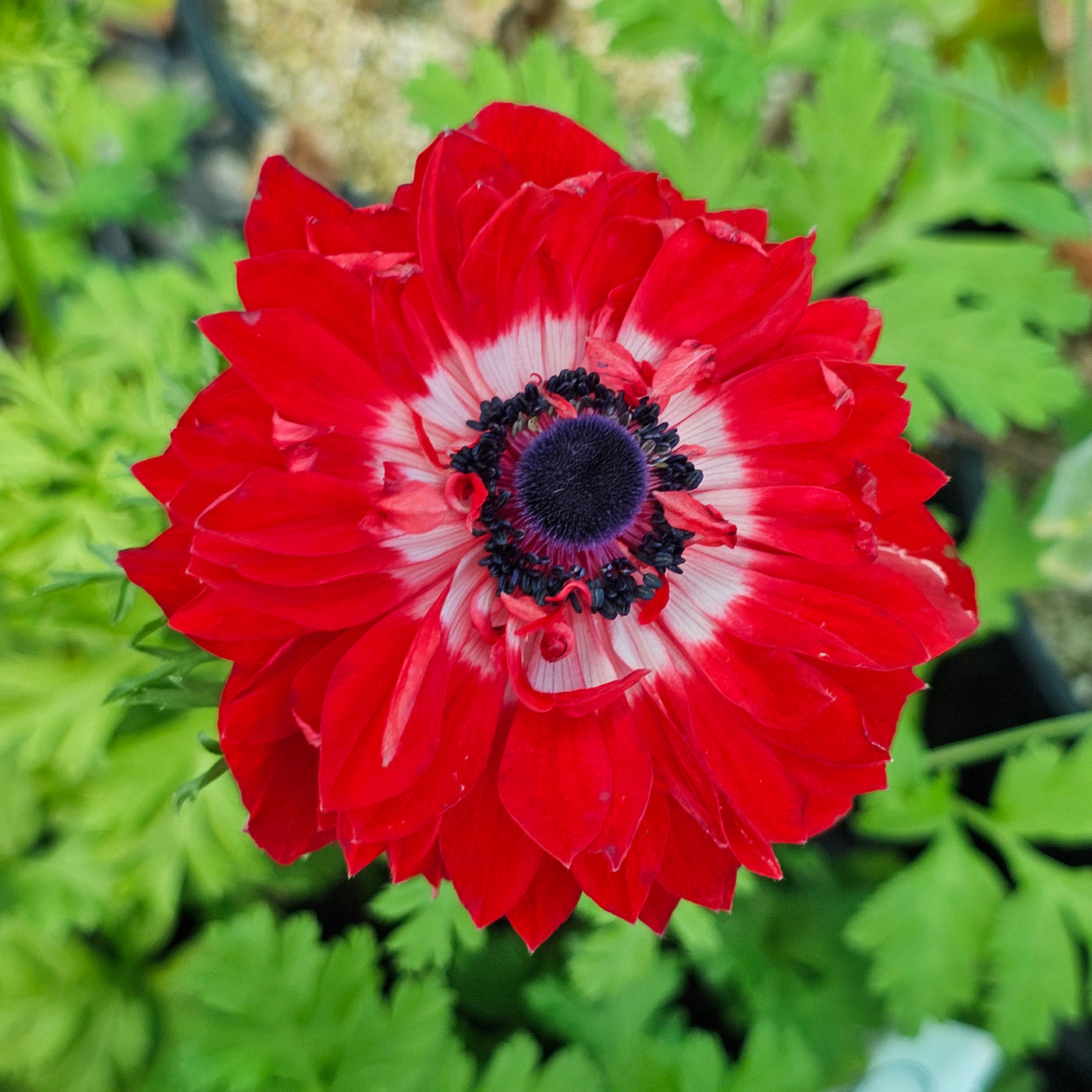 Anemone coronaria | Harmony Double Scarlet | F1 Hybrid