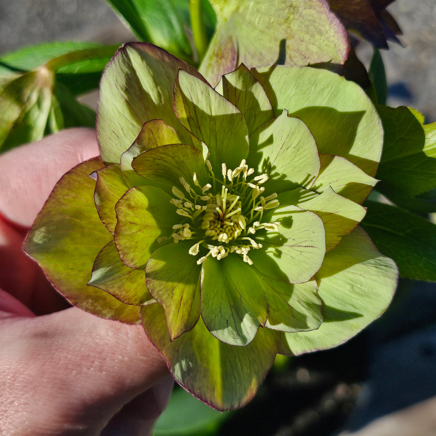 Helleborus x hybridus | Double Hybrid | Green Goblin