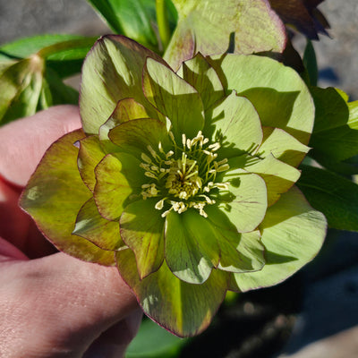 Helleborus x hybridus | Double Hybrid | Green Goblin