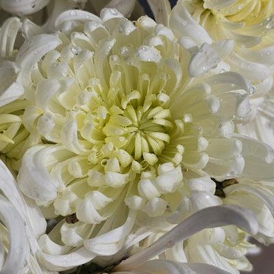 Chrysanthemum | Diablo