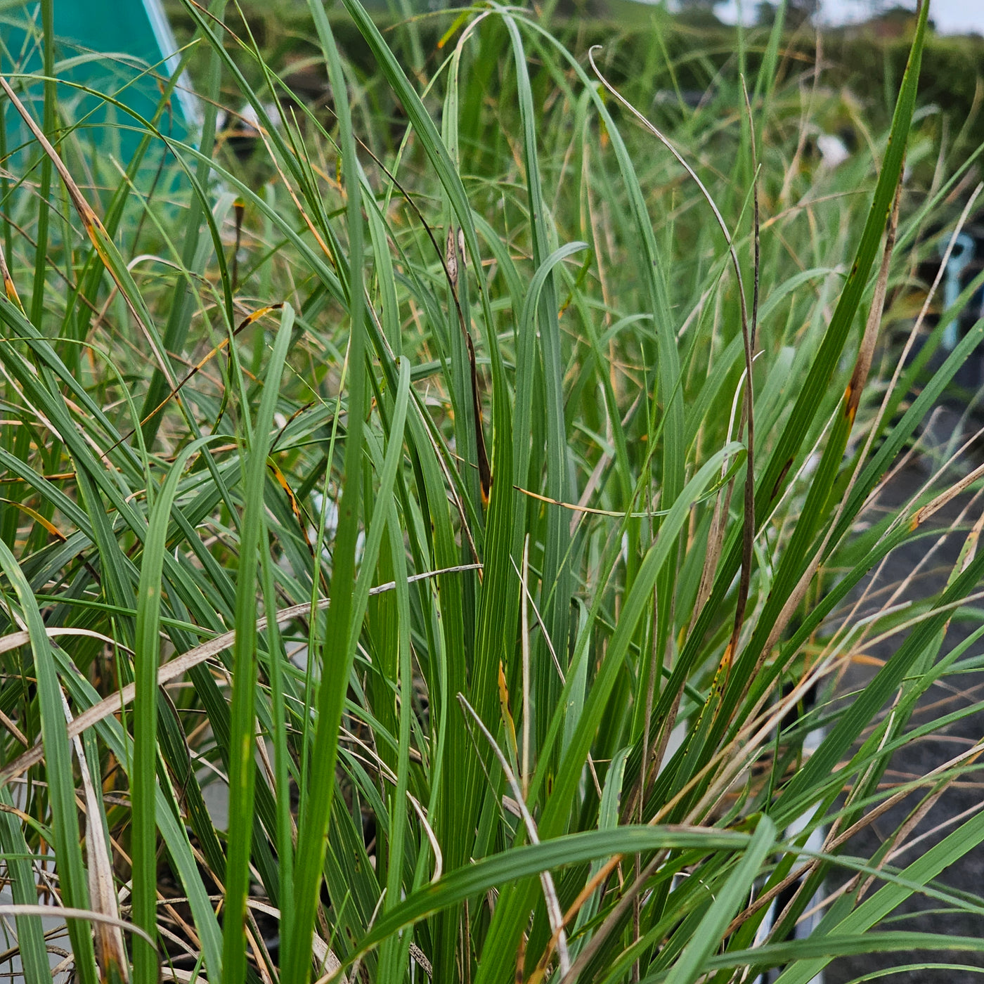 Chionochloa flavicans