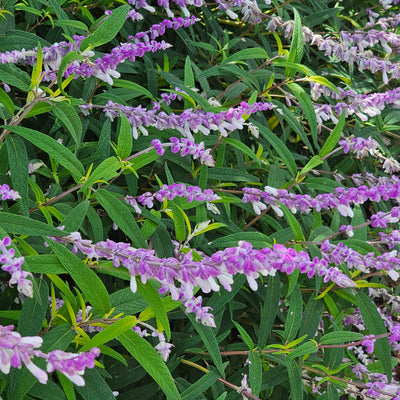 Salvia leucantha | Spring Gold Joy