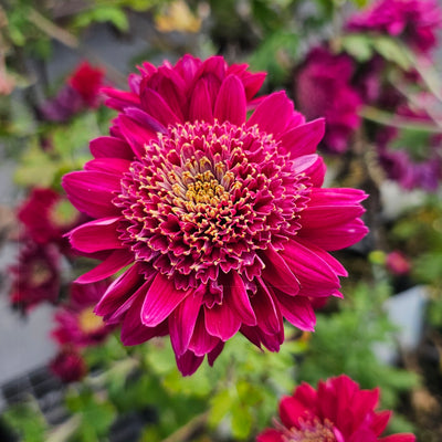 Chrysanthemum | Tom's Memory