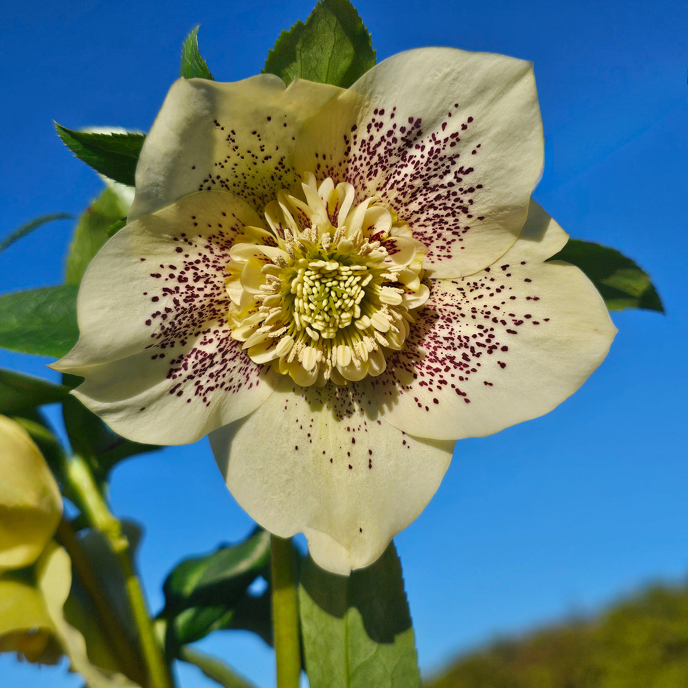 Helleborus x hybridus | Anemone Centered | Spotted Yellow