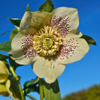 Helleborus x hybridus | Anemone Centered | Spotted Yellow