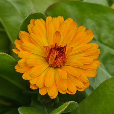 Calendula officinalis | Sunset Tones
