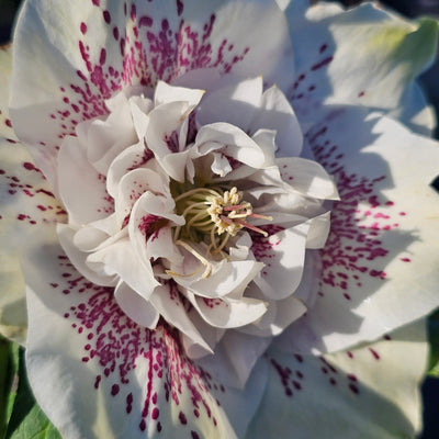 Helleborus x hybridus | Anemone Centered | Spotted White