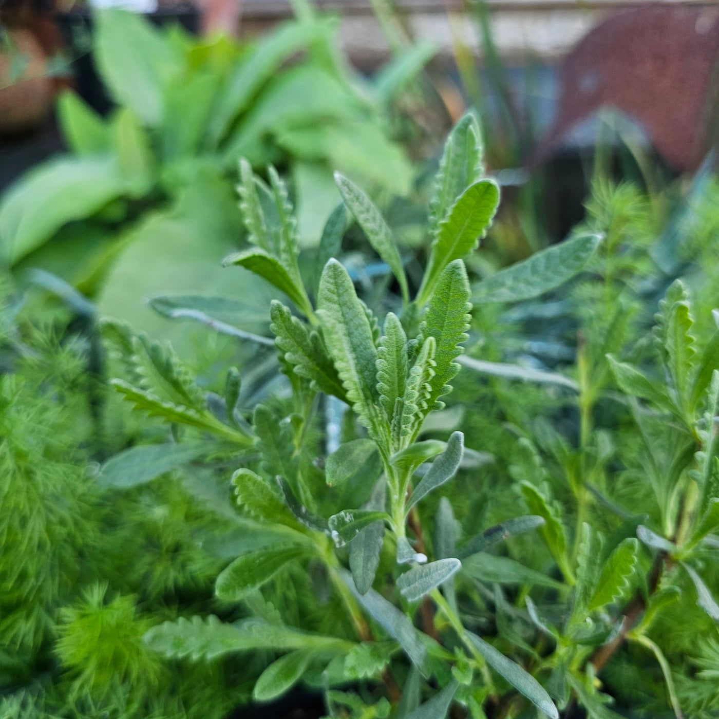 Lavandula x allardii