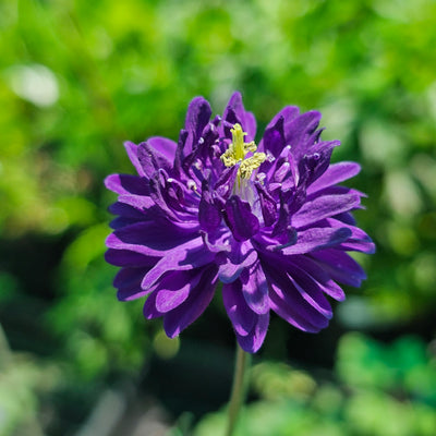 Aquilegia vulgaris var. stellata | Blue Barlow