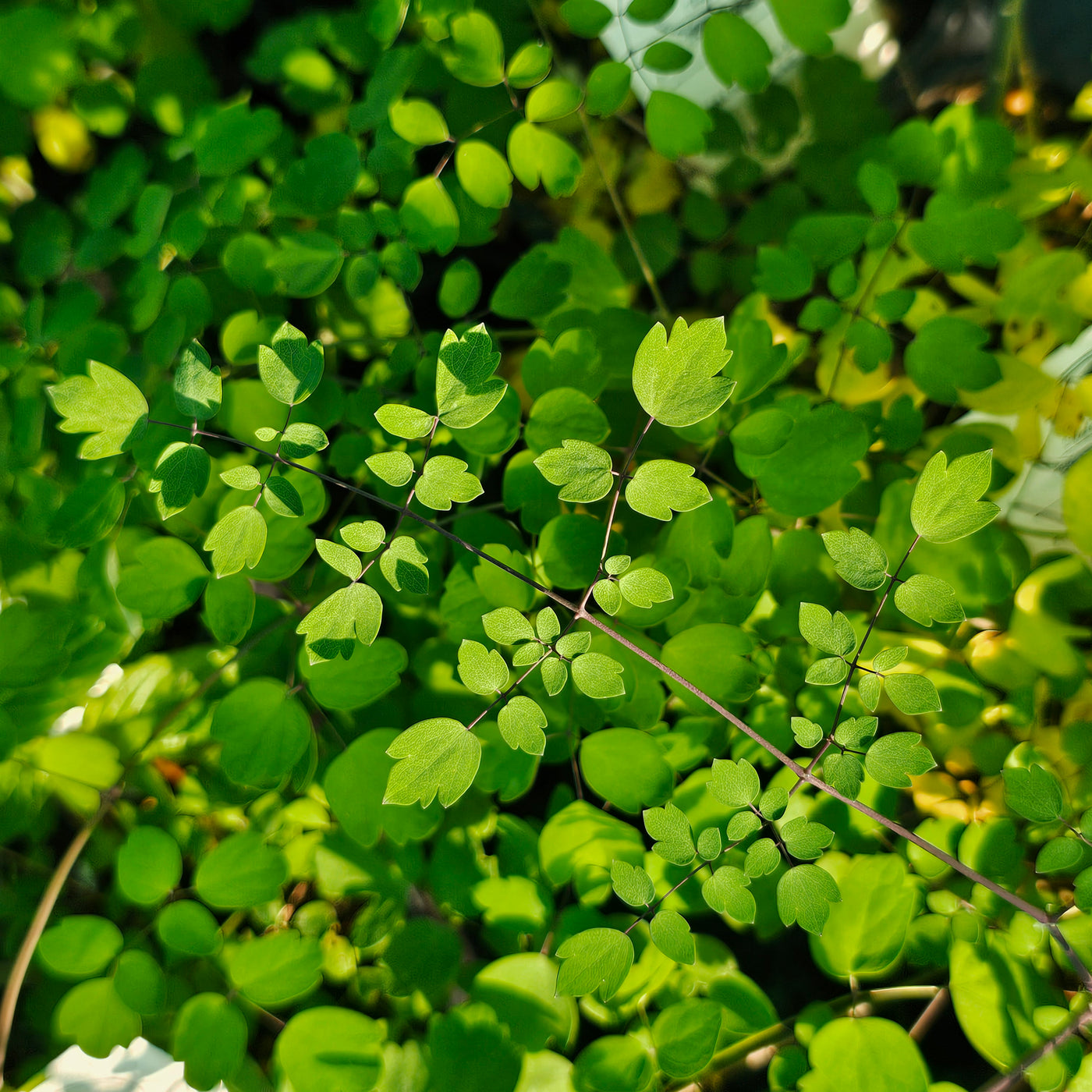 Thalictrum delavayi | Lilac
