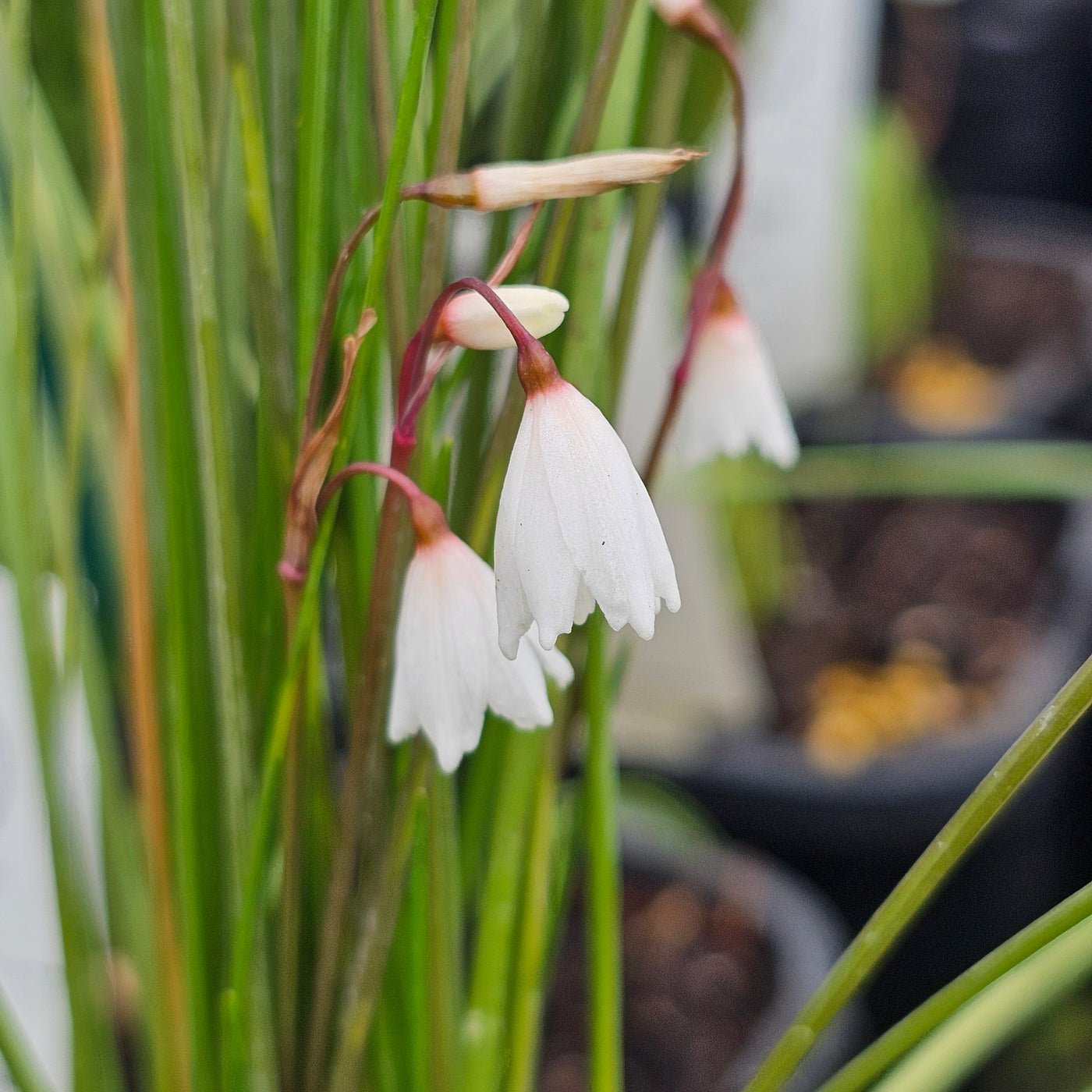 Acis autumnalis | Leucojum Autumnalis