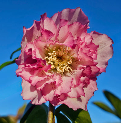 Helleborus x hybridus | Double Hybrid | Pink Shades