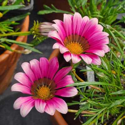 Gazania | Kiss Rose