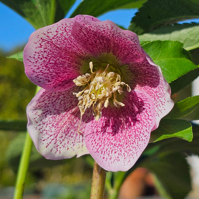 Helleborus English Thoroughbred Series | Hellebore | Winter Rose