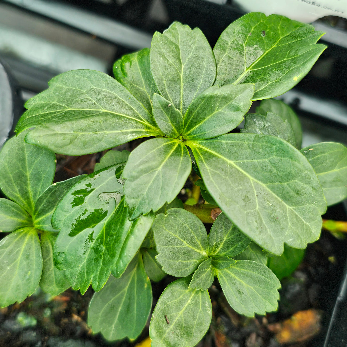 Pachysandra terminalis