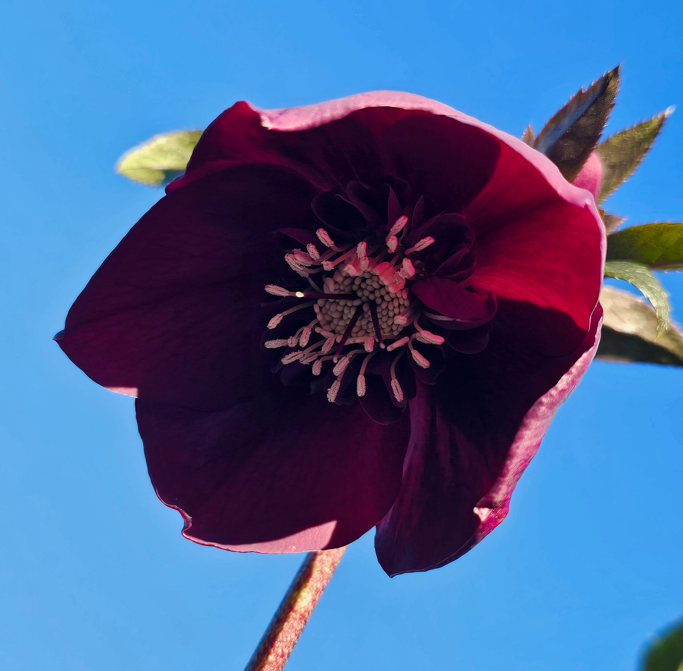Helleborus x hybridus | Anemone Centered | Dark