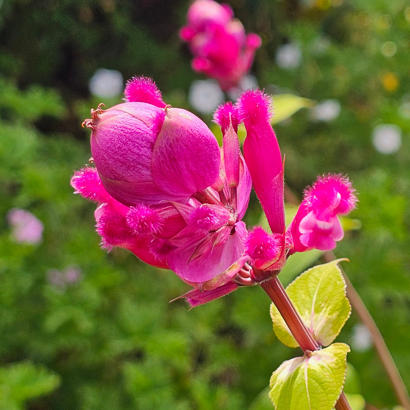 Salvia involucrata var. puberula | Hidalgo