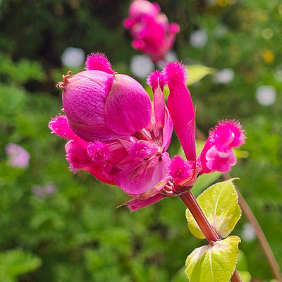 Salvia involucrata var. puberula | Hidalgo