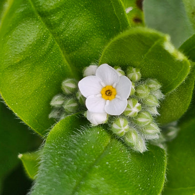 Myosotis alpestris | White | Forget-Me-Not